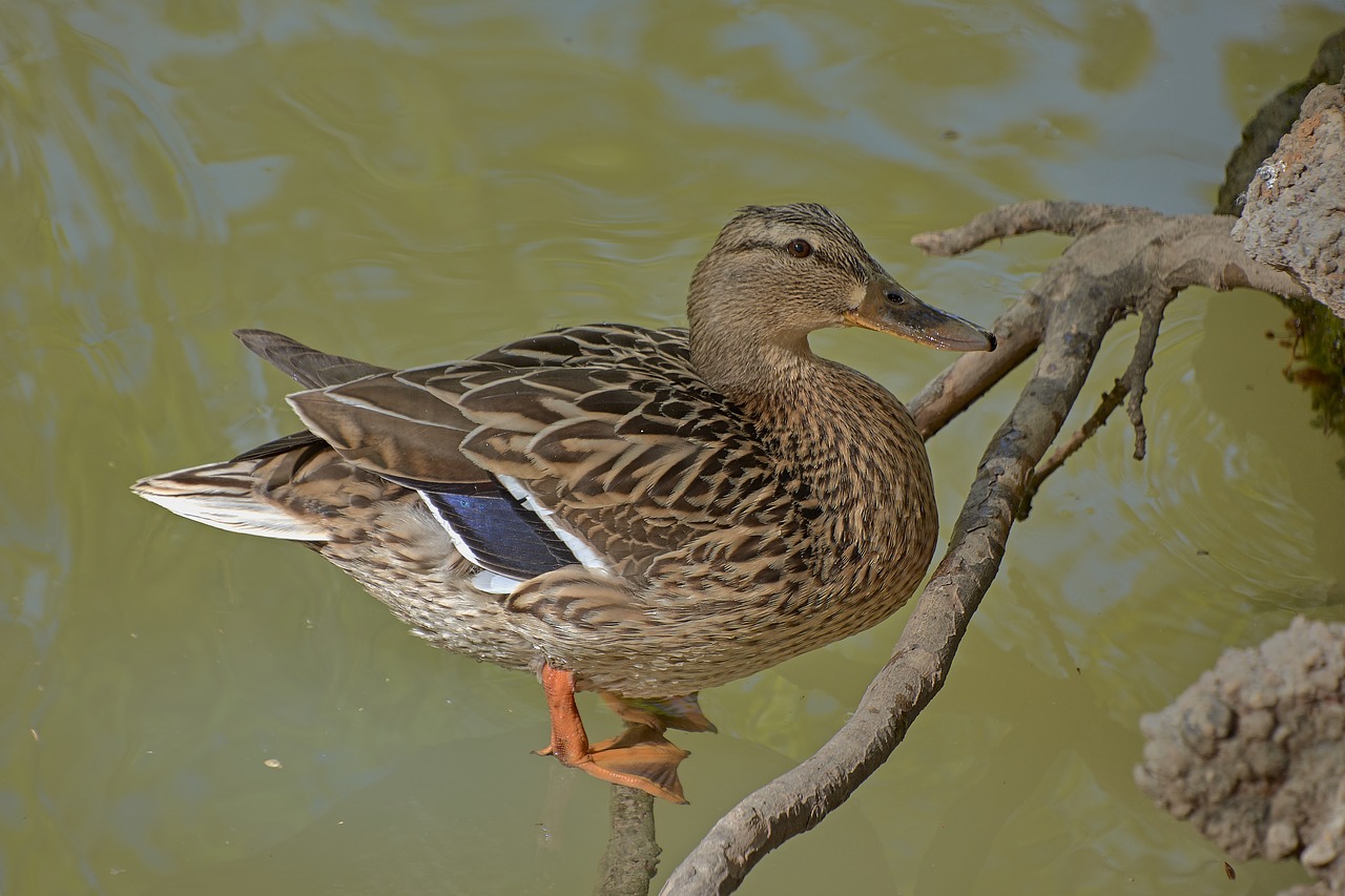 duck  water  animals free photo