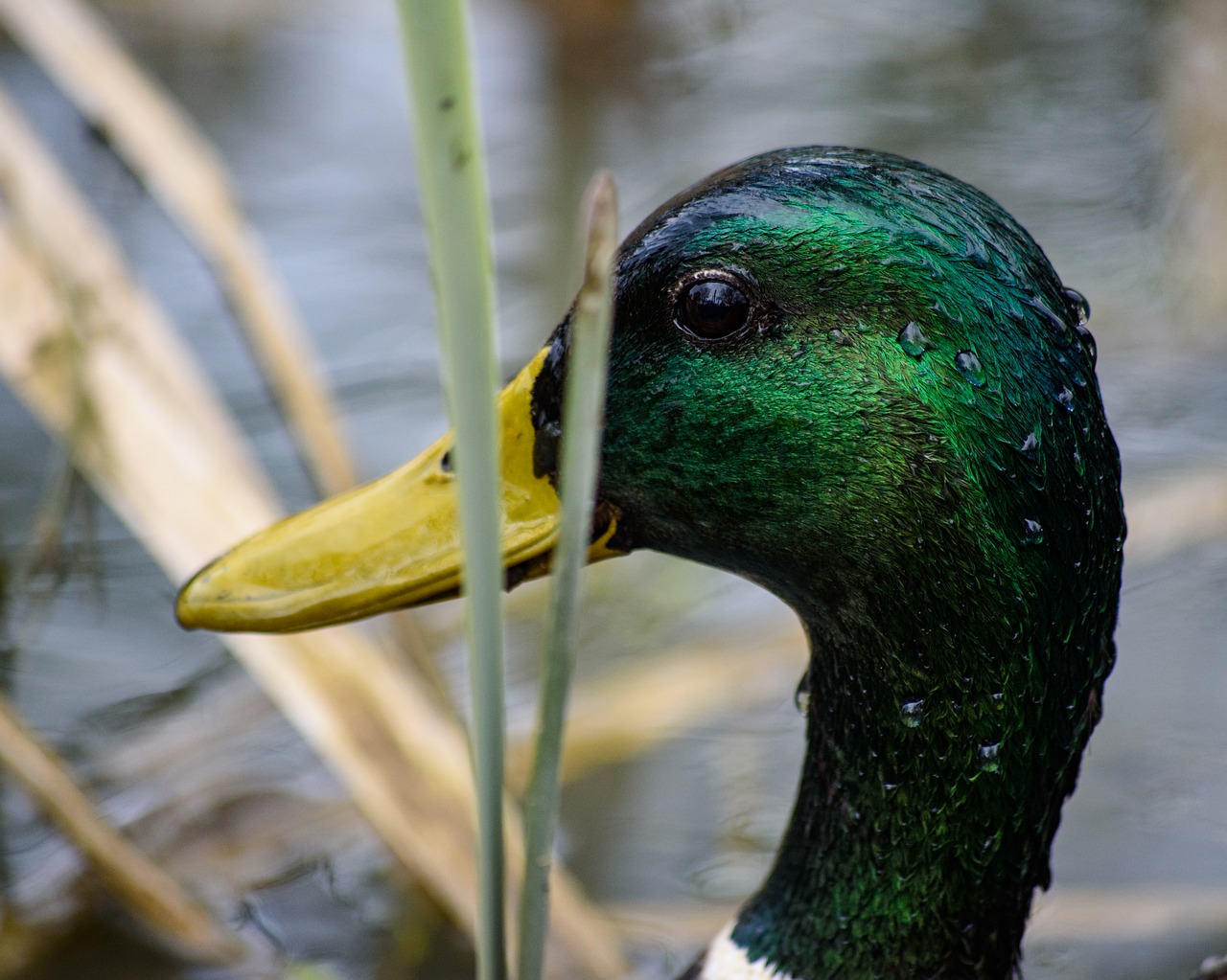 duck  bird  pond free photo