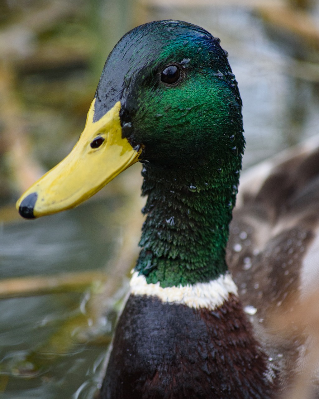 duck  feather  animal free photo