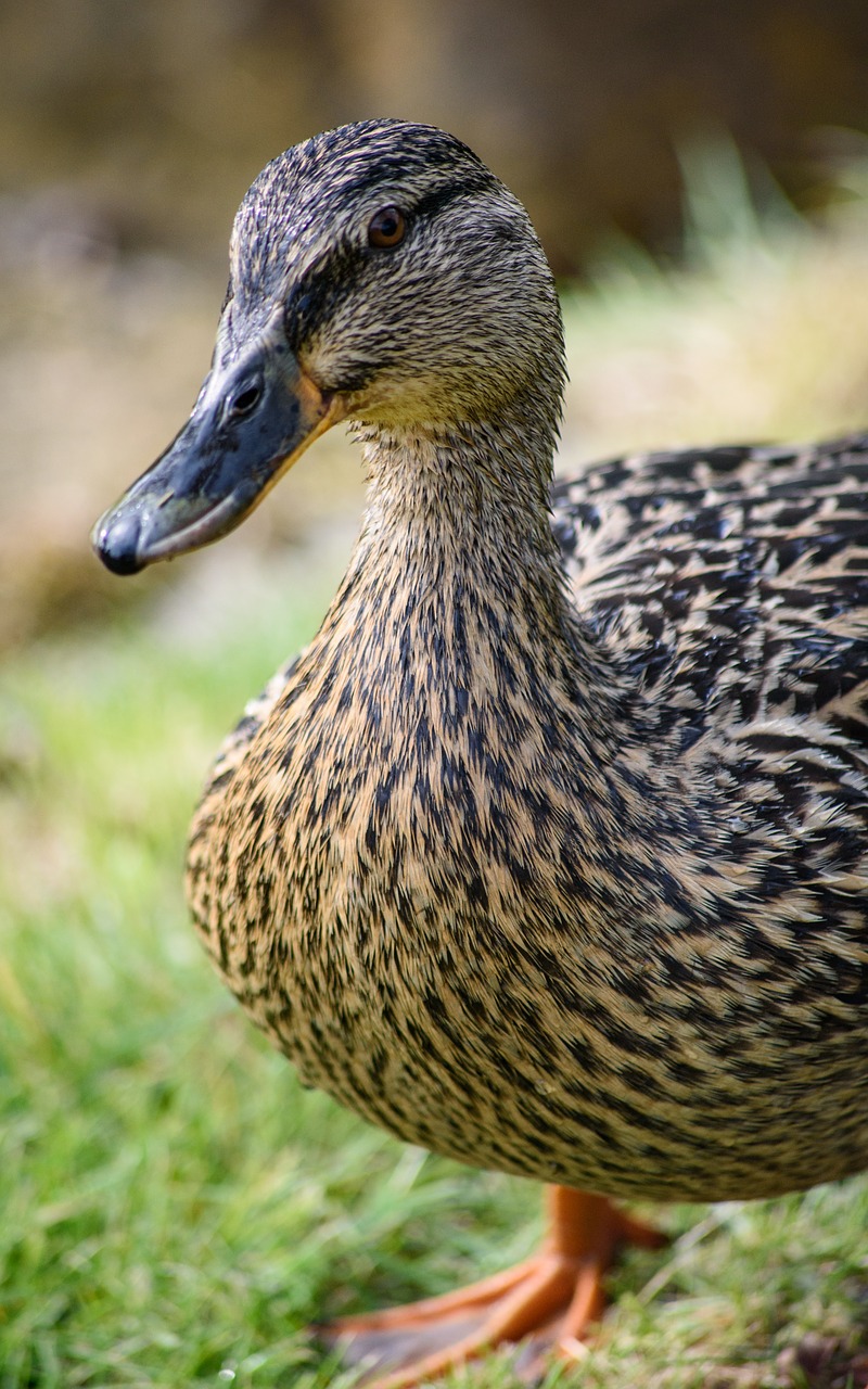 duck  bird  animal free photo