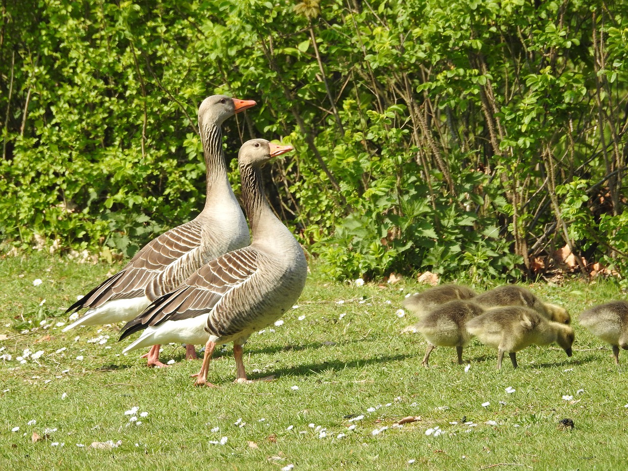 duck  geese  animal free photo