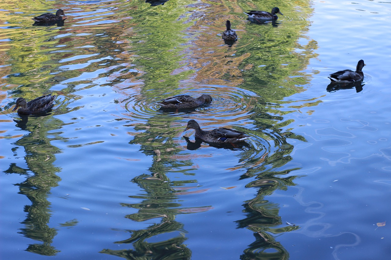 duck  pond  park free photo