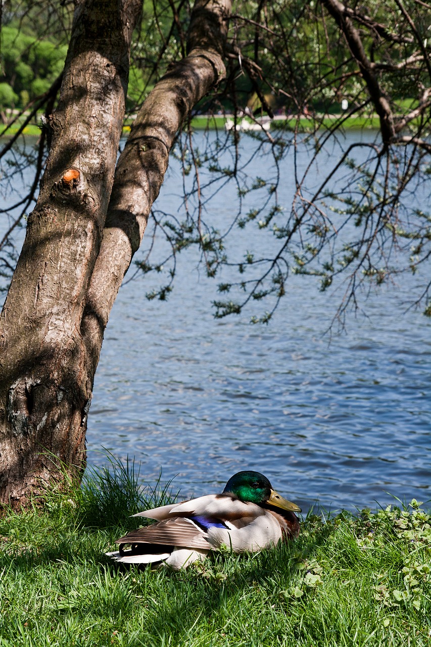 duck  tree  beach free photo