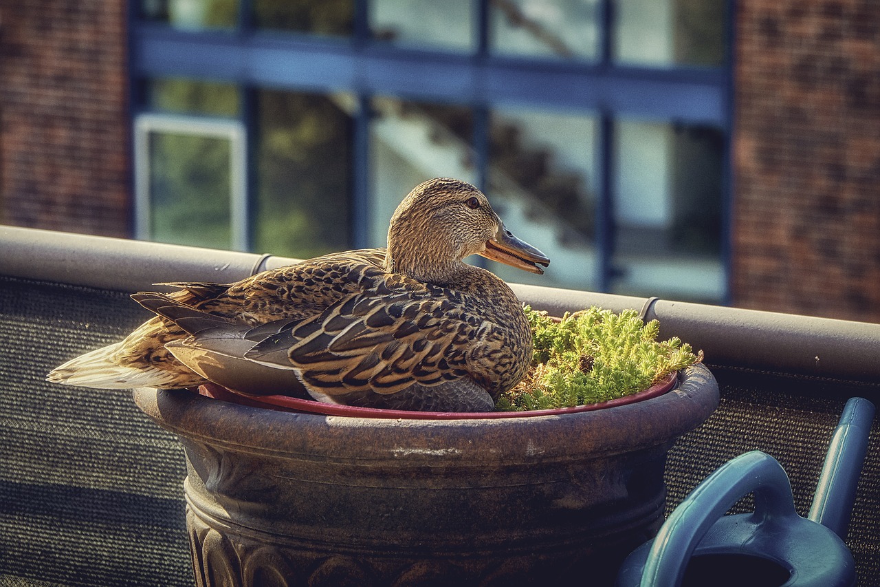 duck  balcony  flowerpot free photo