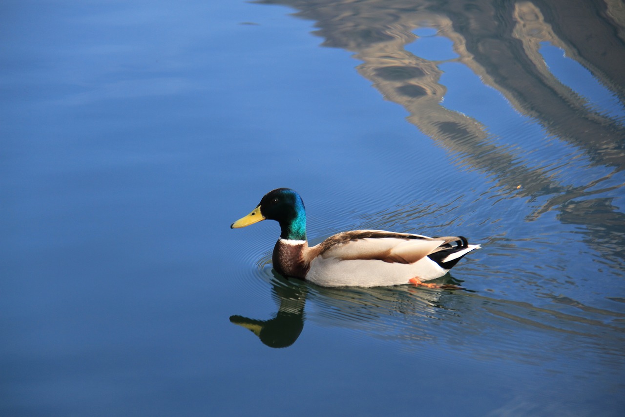 duck  lake  carouge free photo