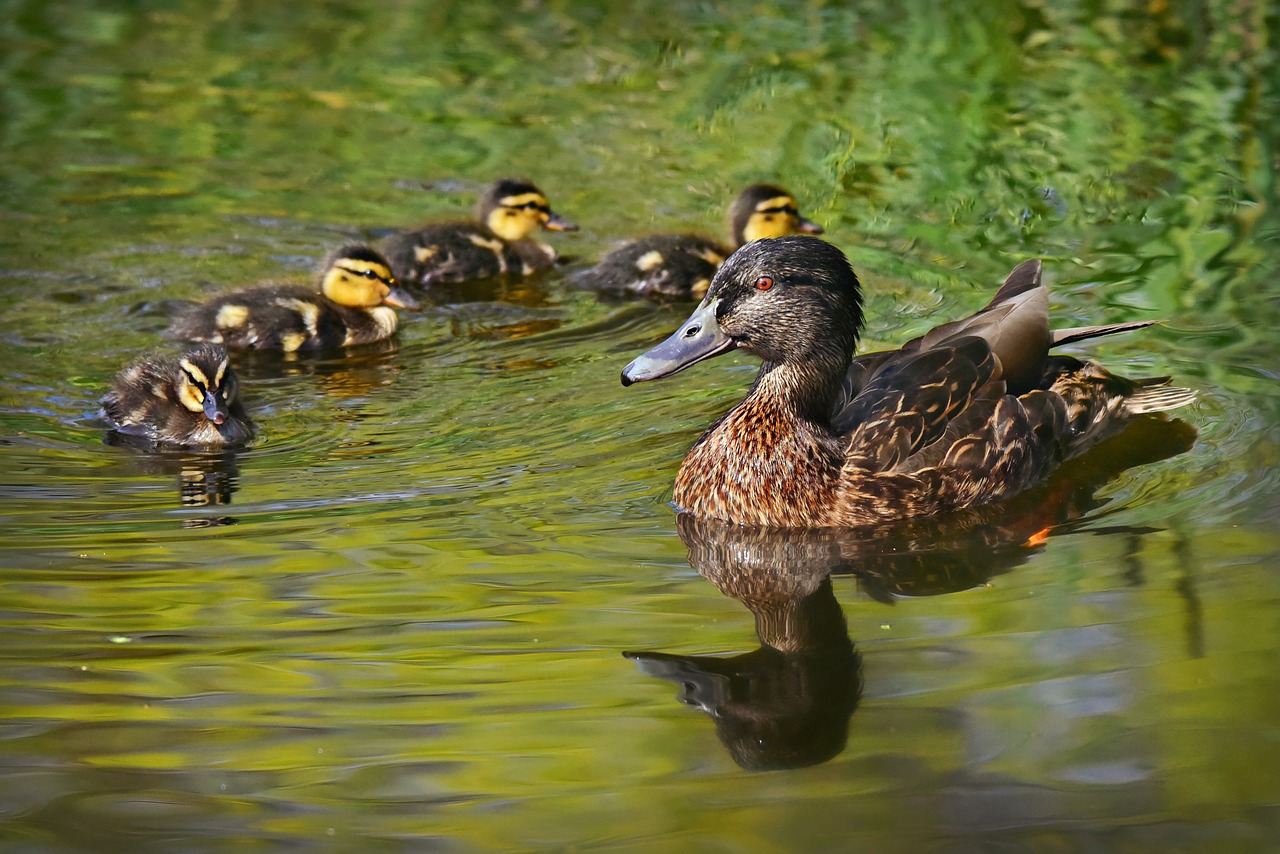 duck  mallard  animal free photo