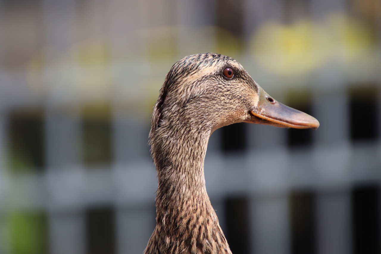 duck  ducks  waterfowls free photo