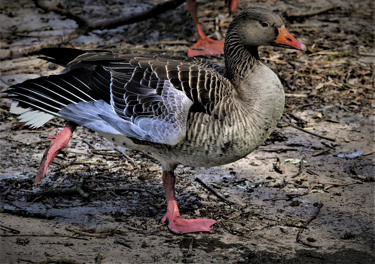 duck  bird  nature free photo