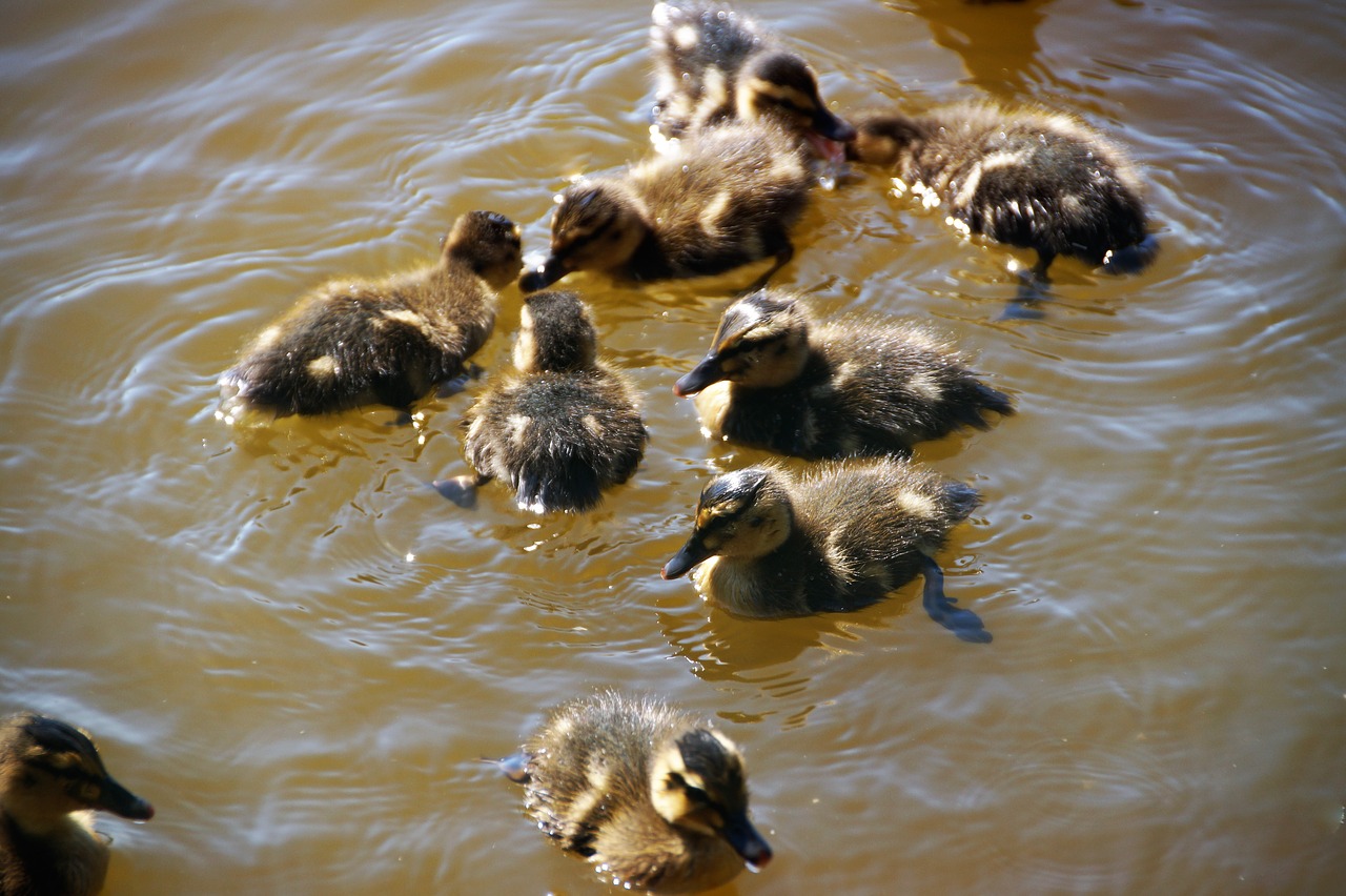 duck  wild  brood free photo