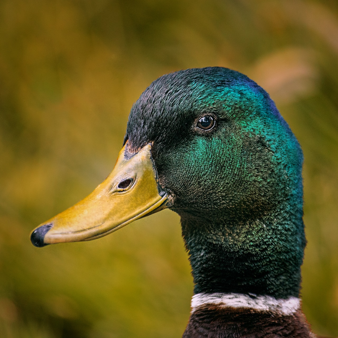 duck  portrait  drake free photo