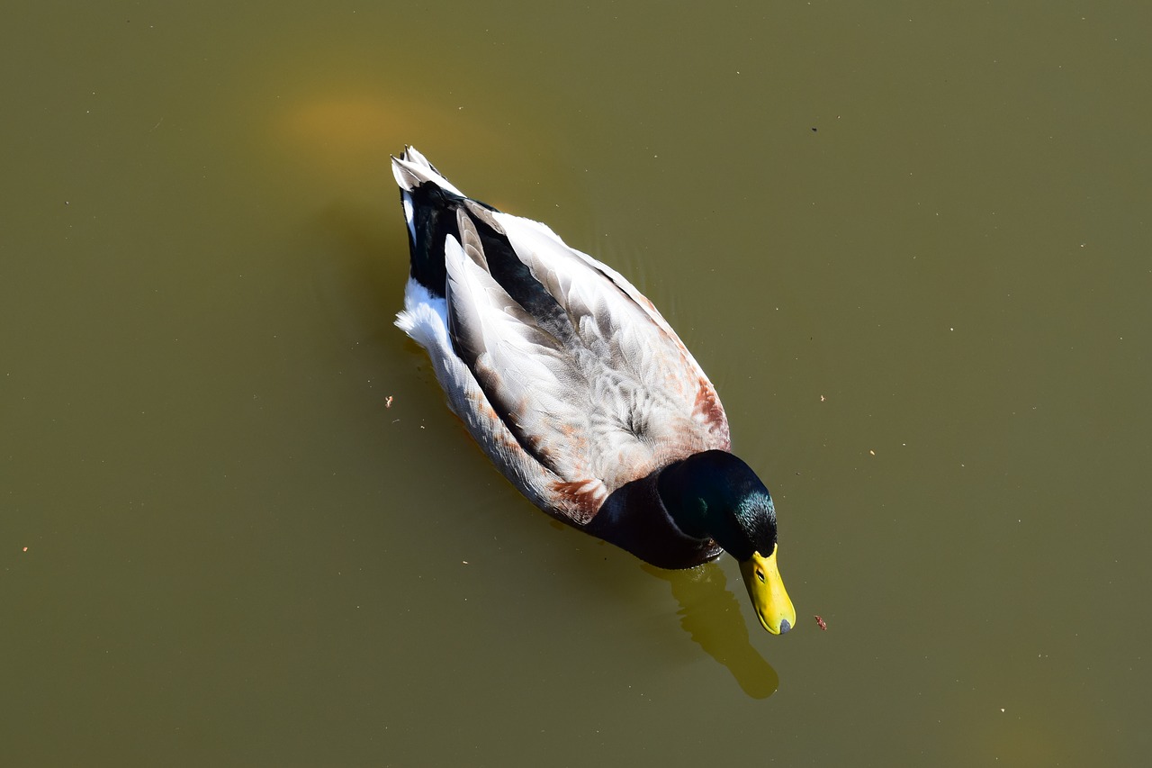 duck  prices  lake free photo