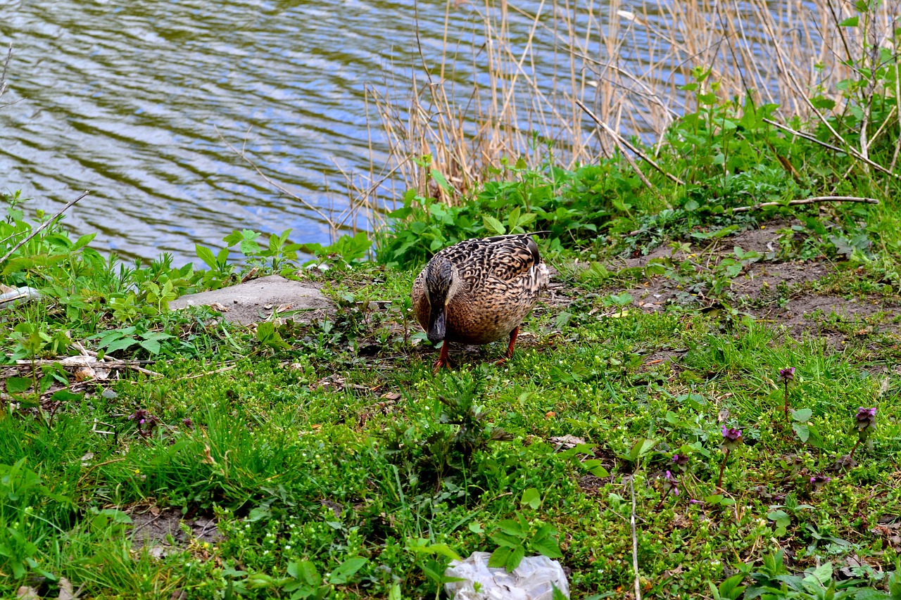 duck  bird  plumage free photo