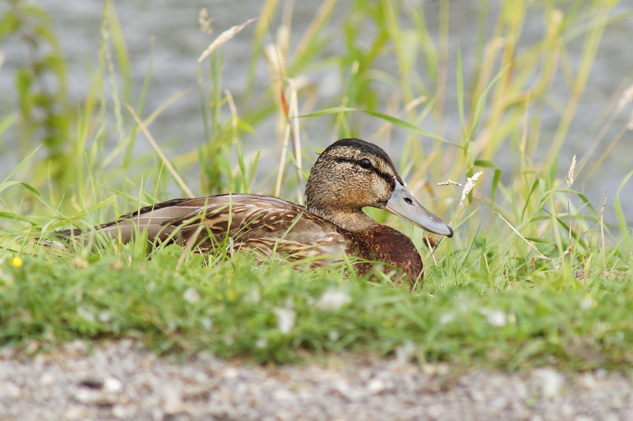 duck female bird free photo