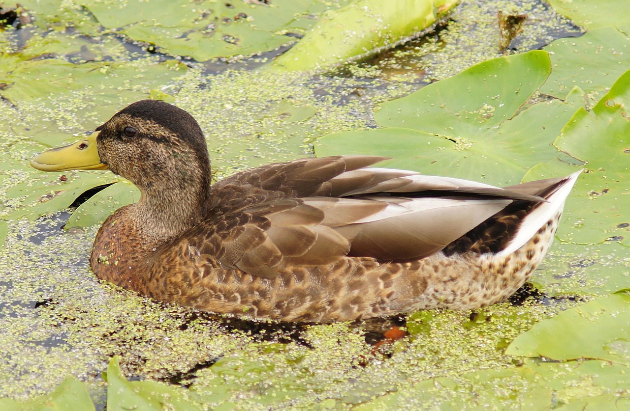 duck pond water free photo