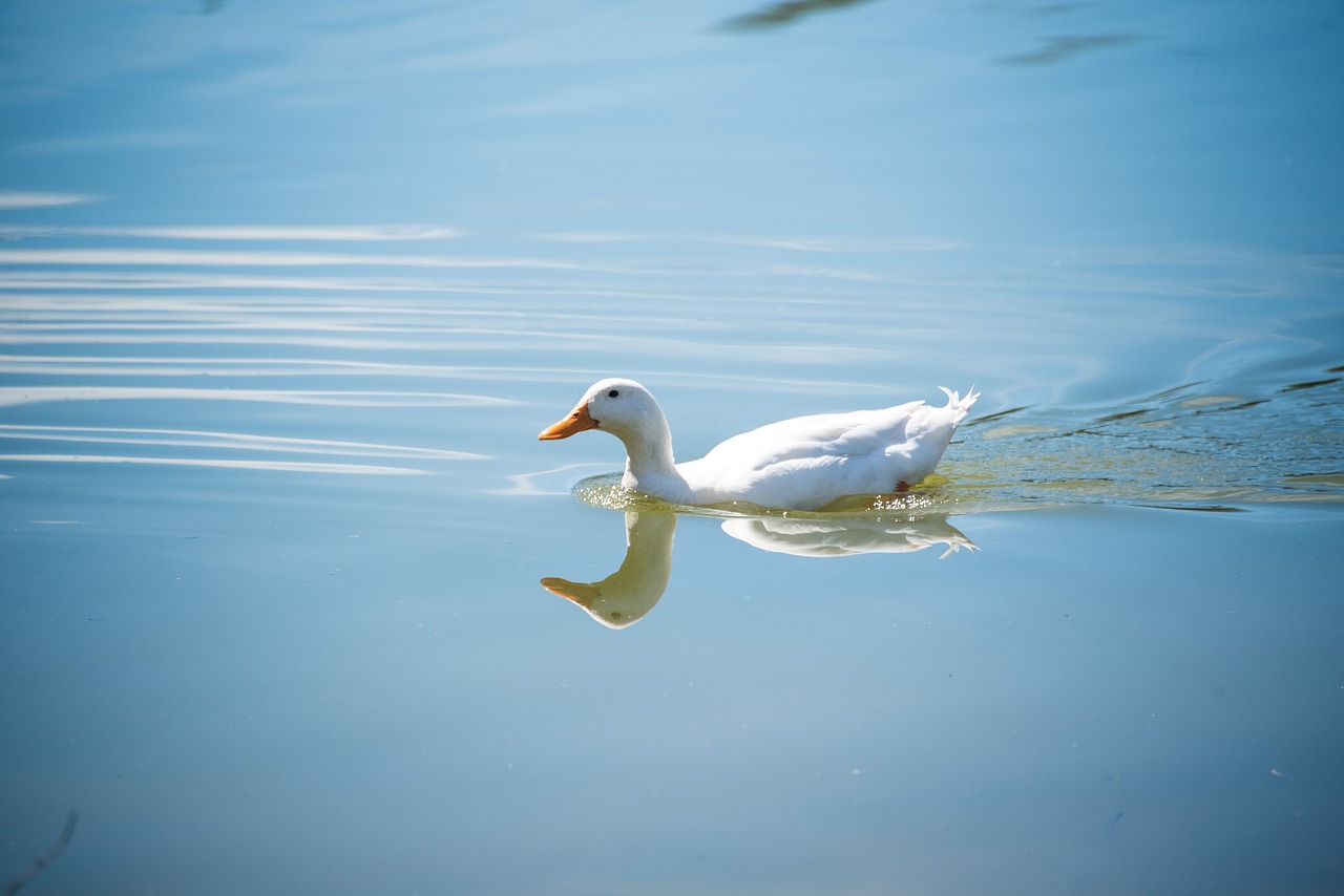 duck  wildlife  ducklings free photo