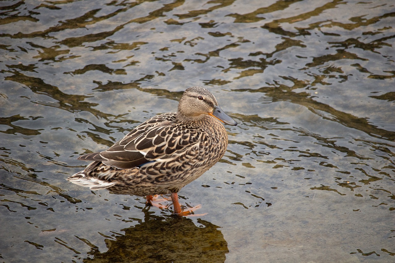 duck  river  bird free photo