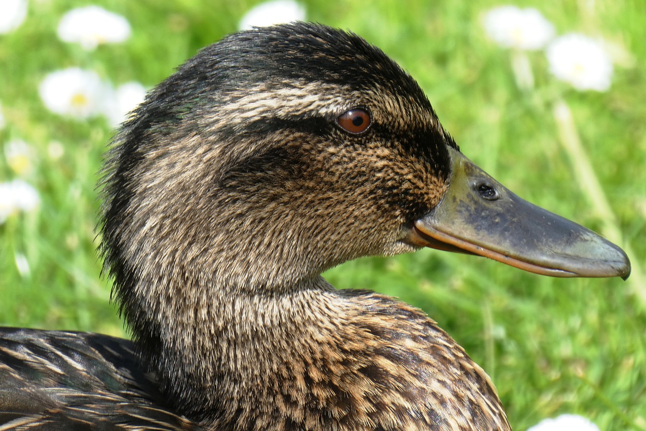 duck  head  beak free photo