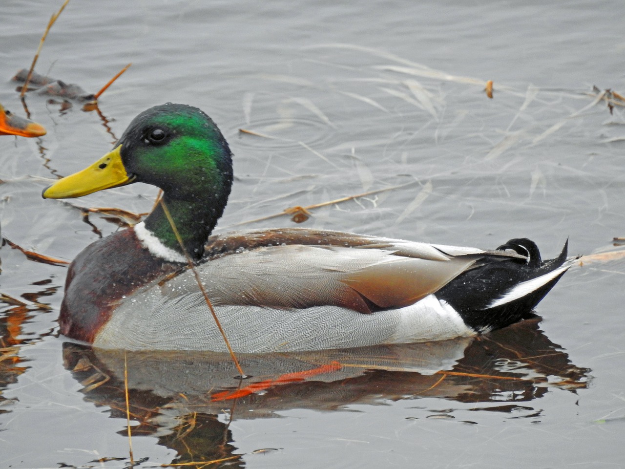 duck  mallard  green free photo