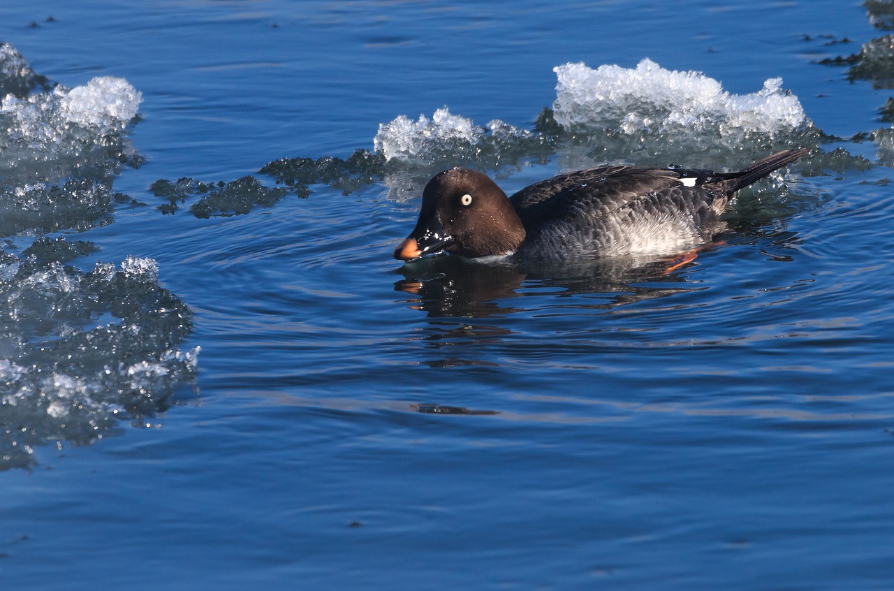 duck  ice  river free photo