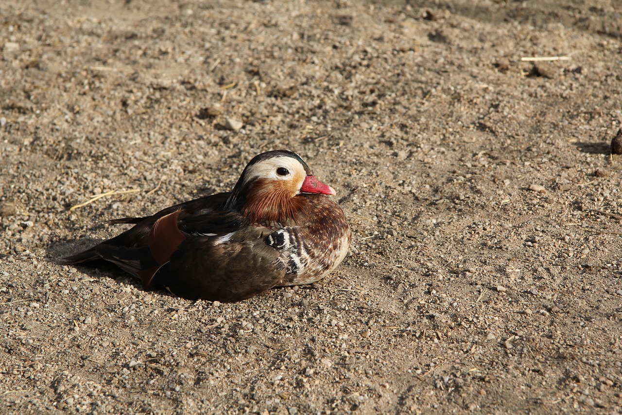 duck  poultry  animal free photo