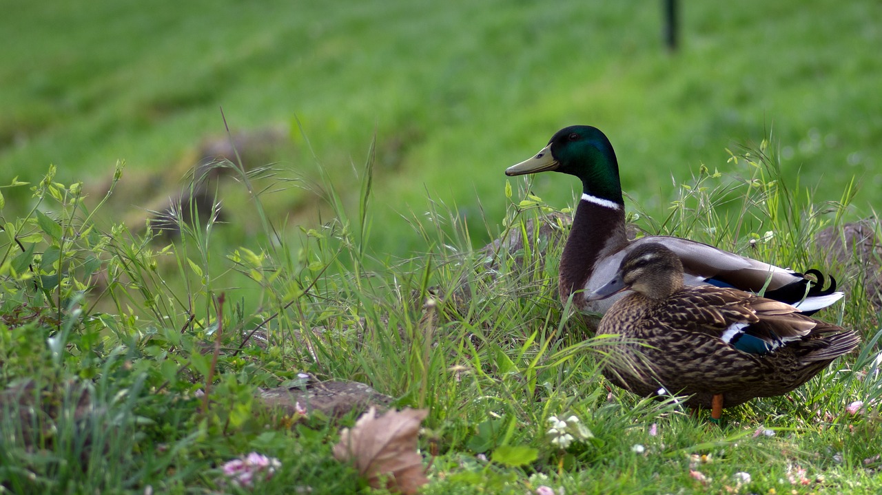 duck  male  plumage free photo