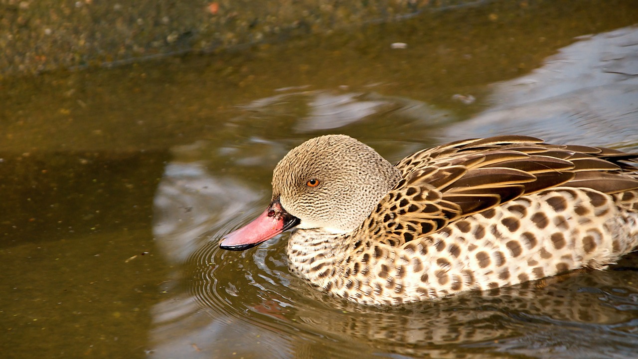 duck  water  ducks free photo