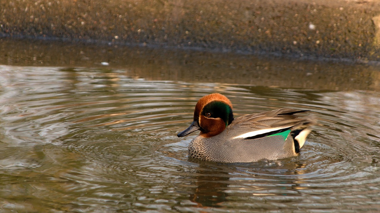 duck  water  ducks free photo