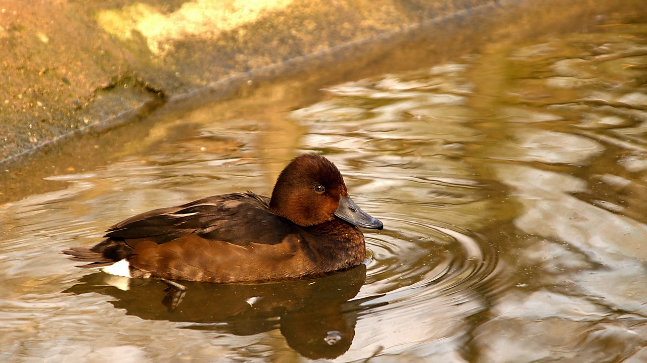 duck  water  ducks free photo