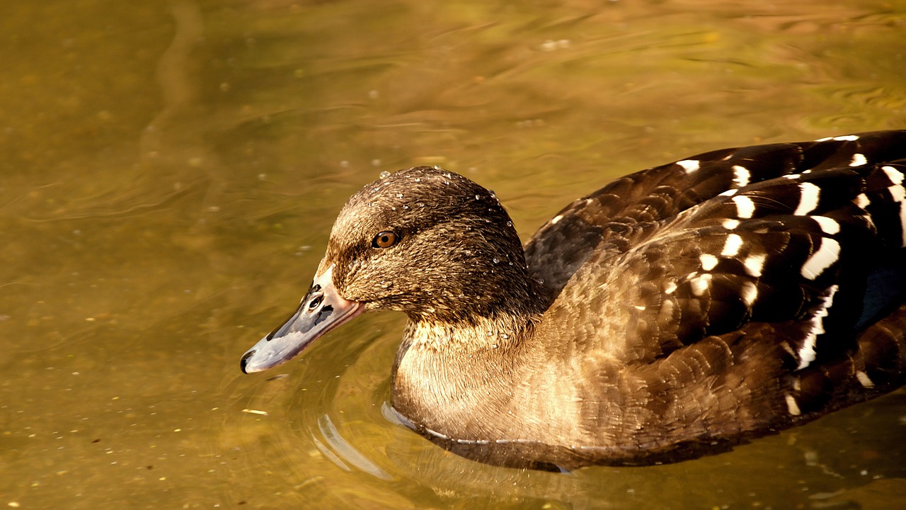 duck  water  ducks free photo