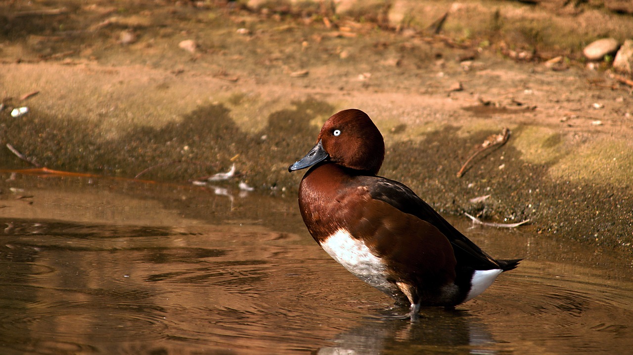 duck  water  ducks free photo