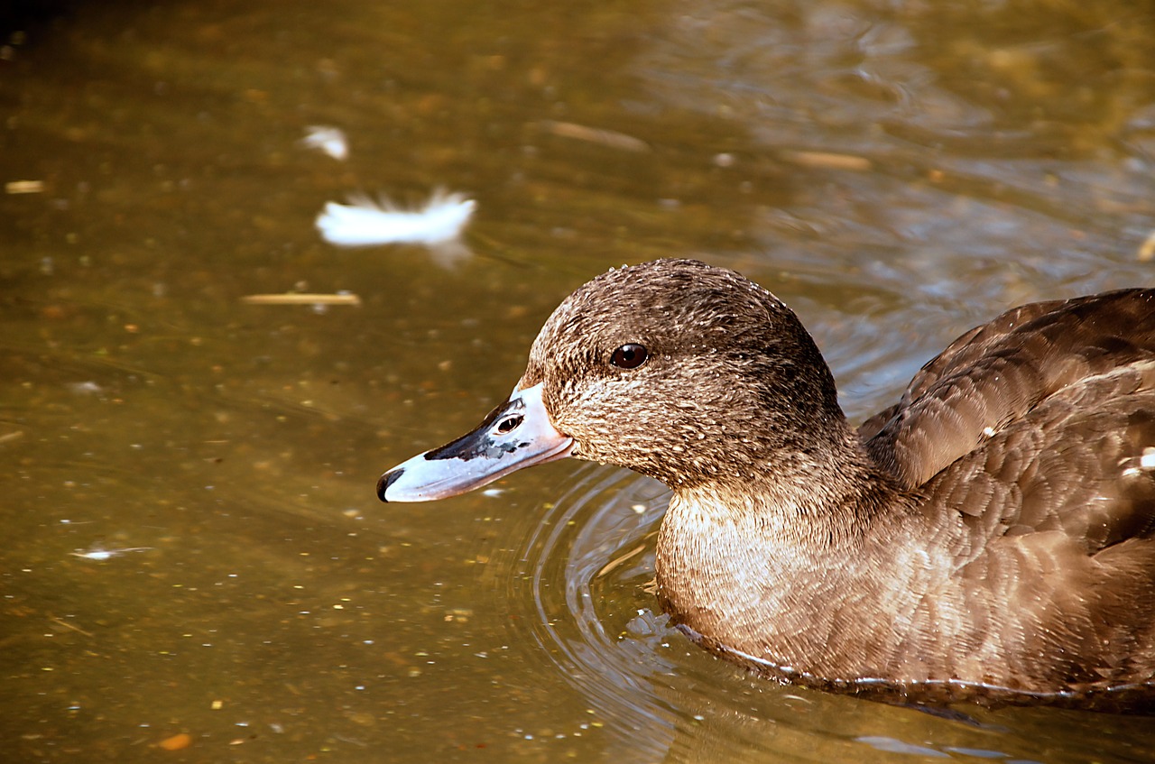 duck  water  ducks free photo