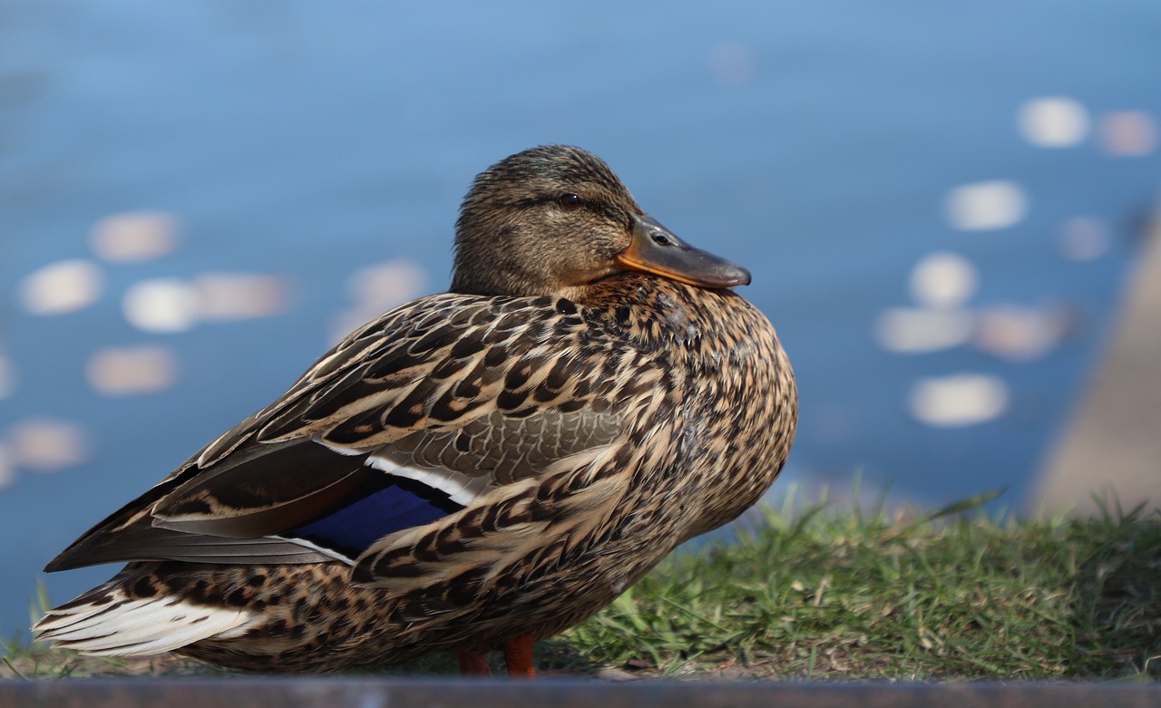 duck  portrait  bird free photo