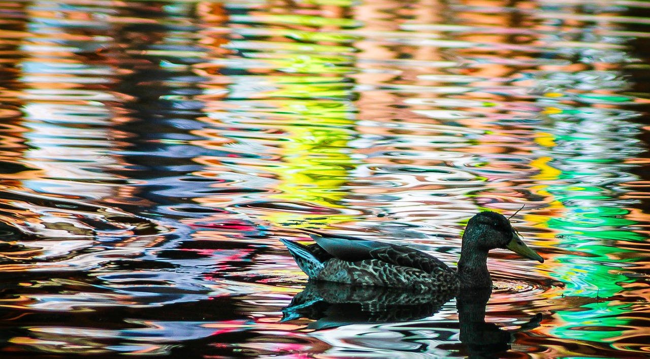 duck mallard duck bird free photo