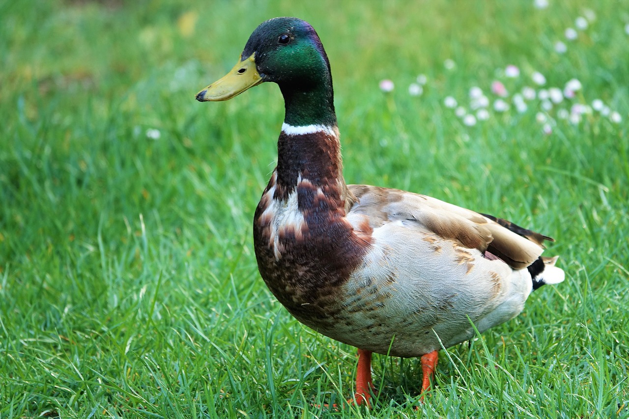 duck  drake  water supply equipment organ free photo