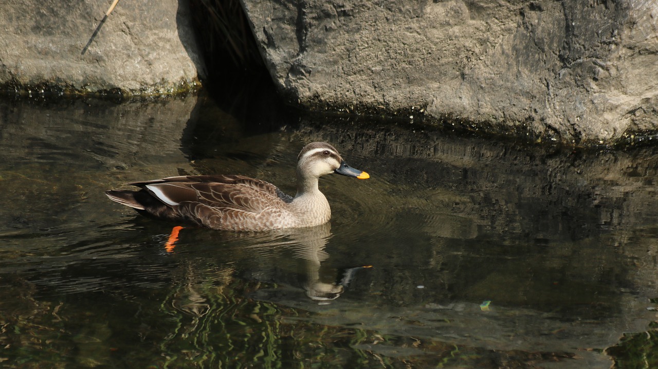 duck  mallard duck  new free photo