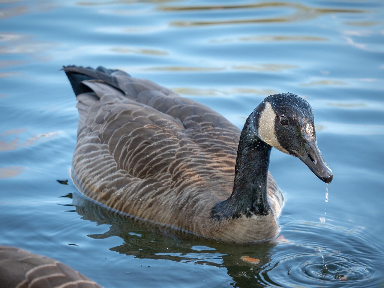 duck  animals  water bird free photo