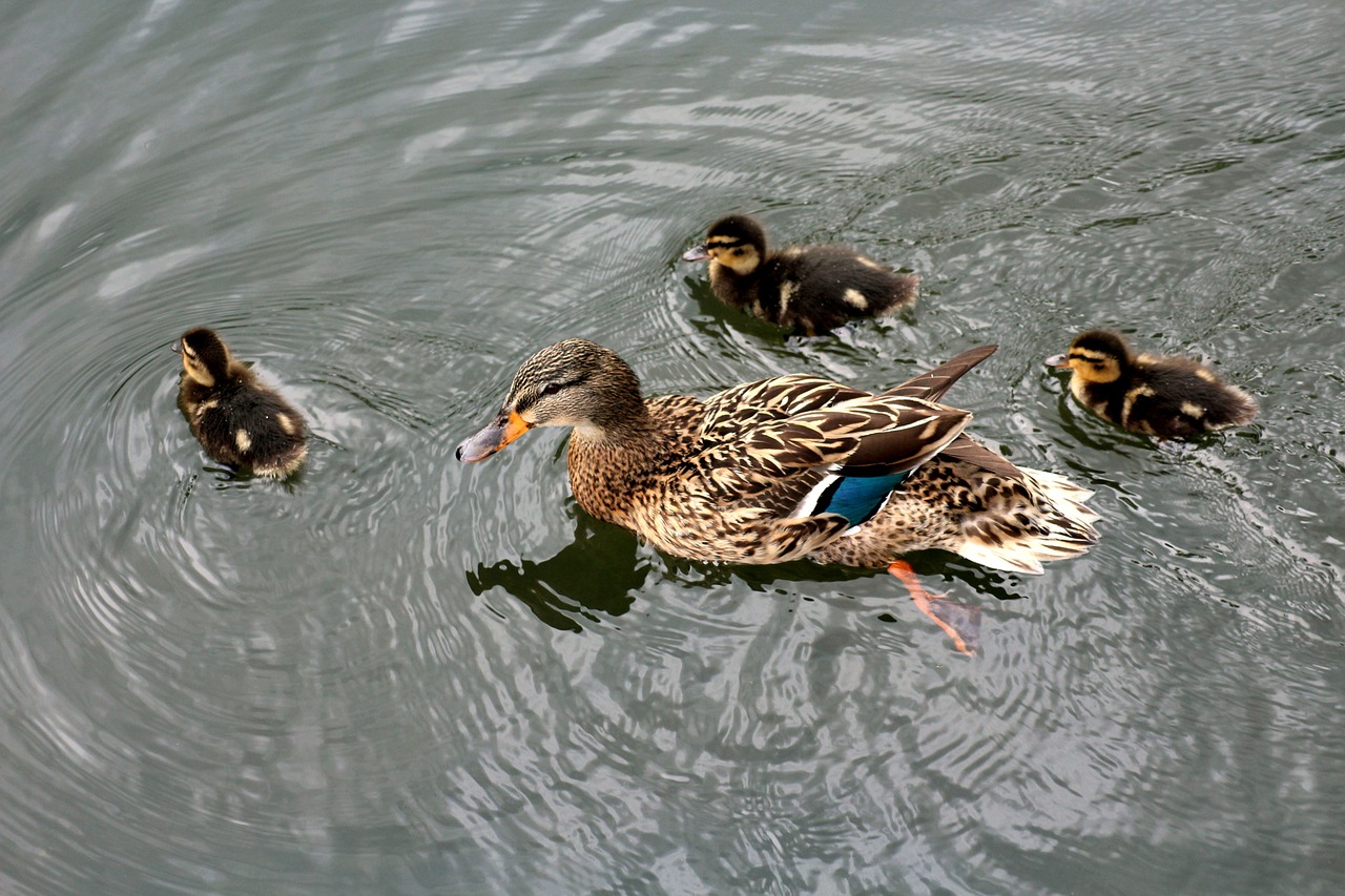 duck  kacza family  pond free photo