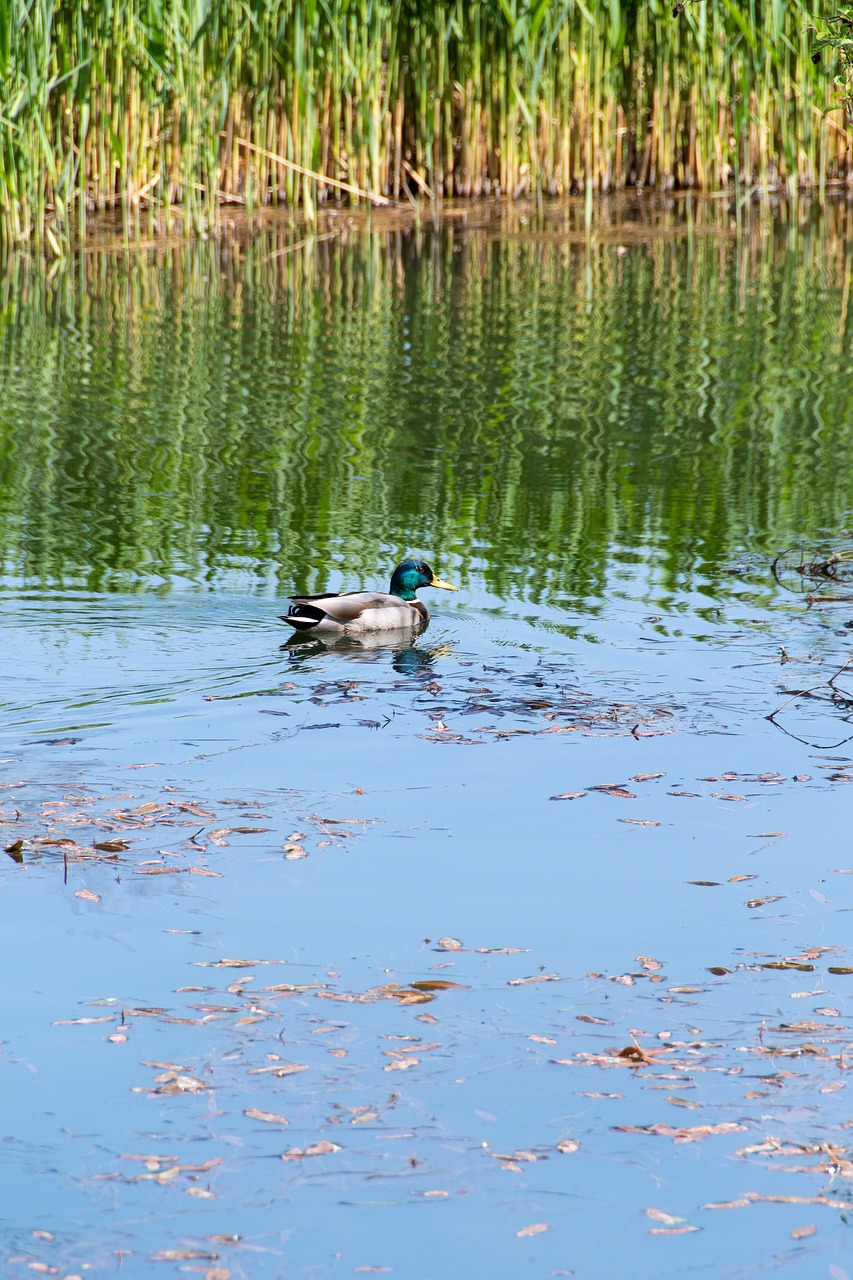 duck  crossword  pond free photo