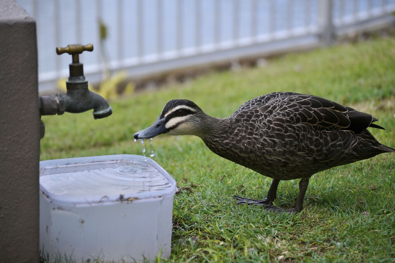 duck  drink  water free photo