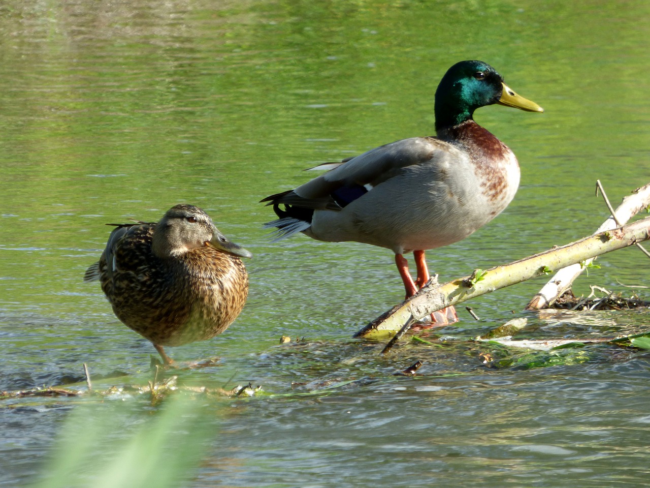 duck  couple  nature free photo