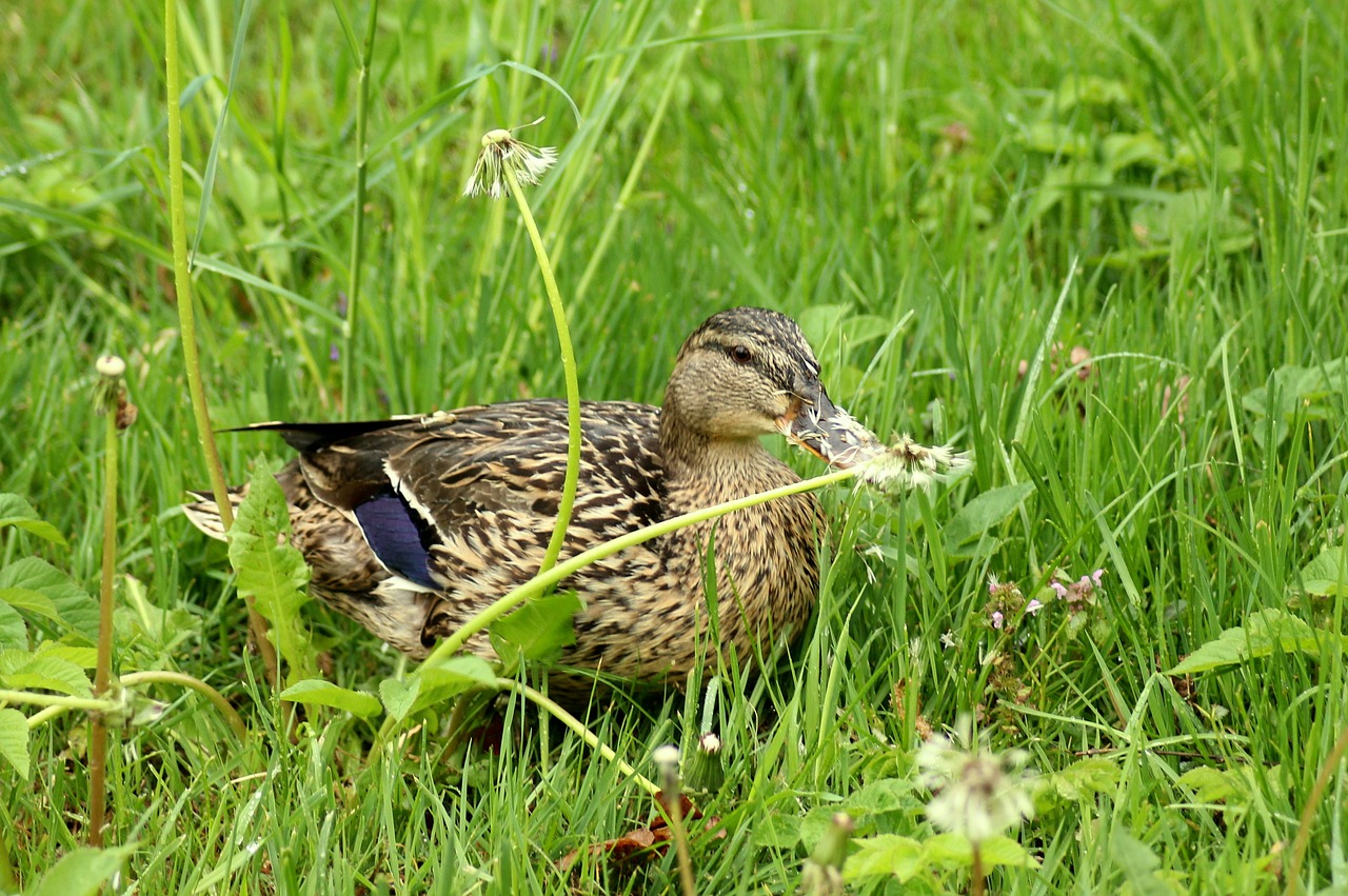 duck  crossword  dandelions free photo