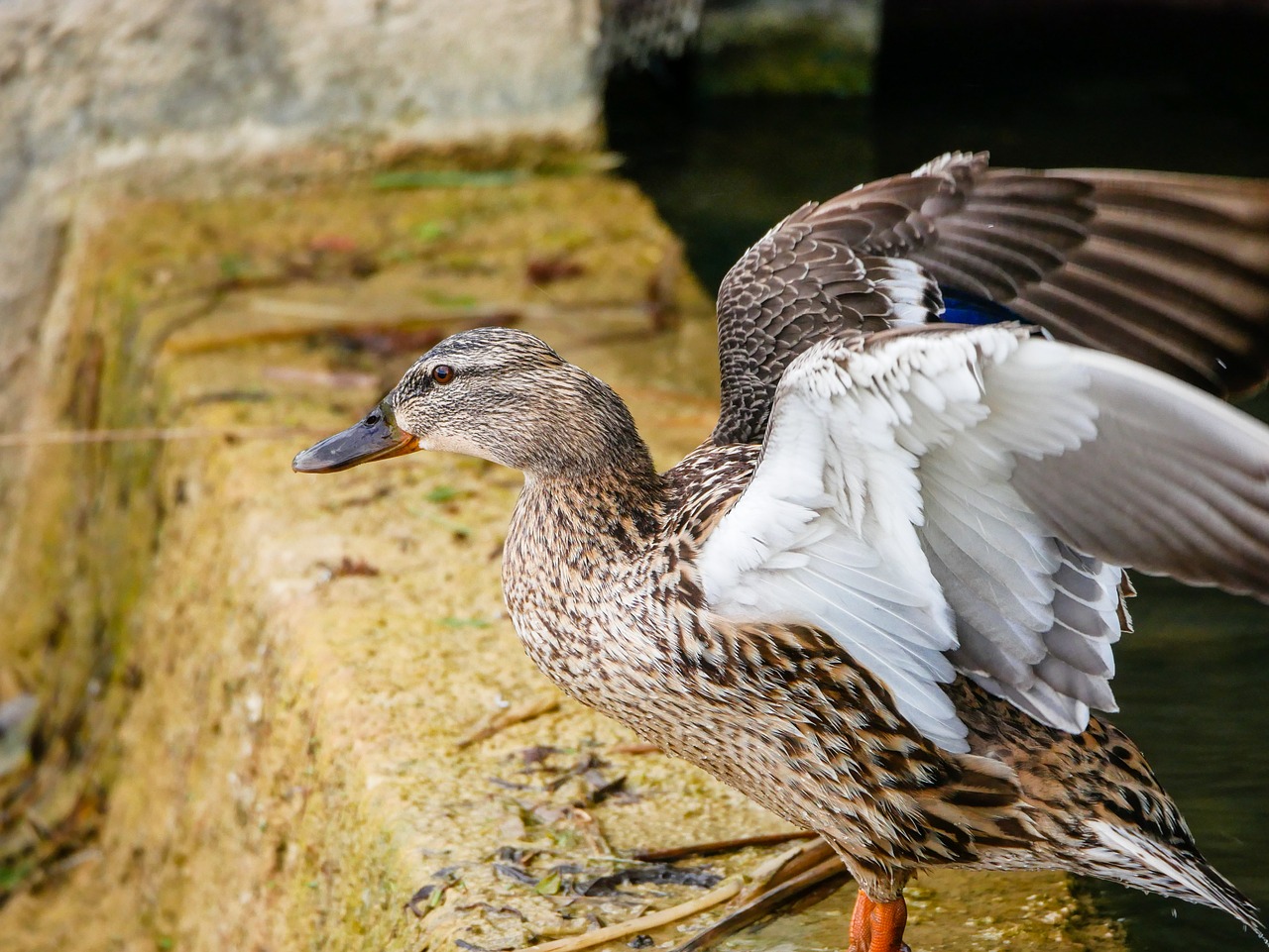 duck  wings  flight free photo