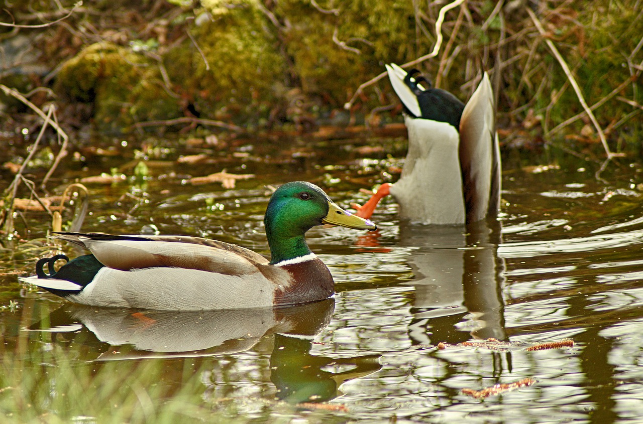 duck  pond  garden free photo