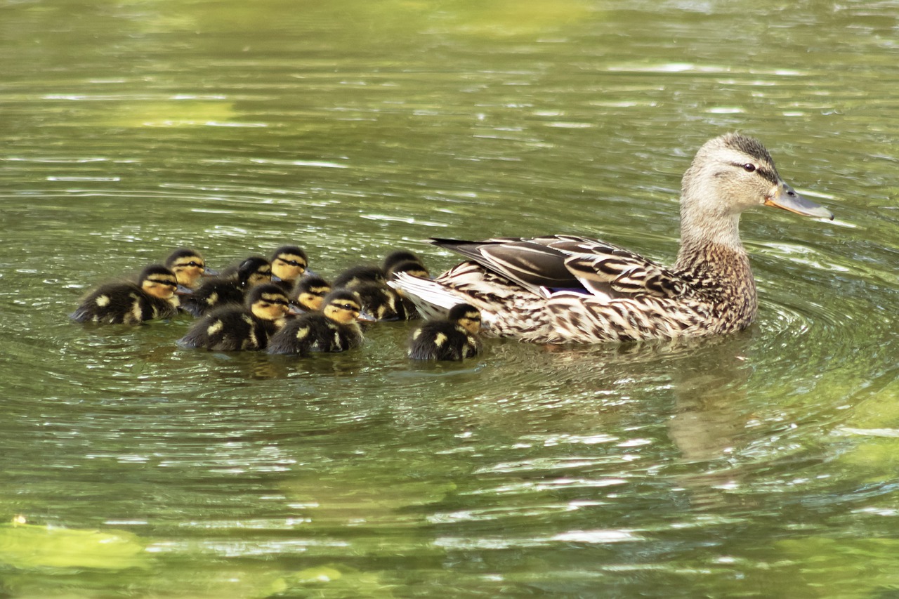 duck  wild ducks  female free photo