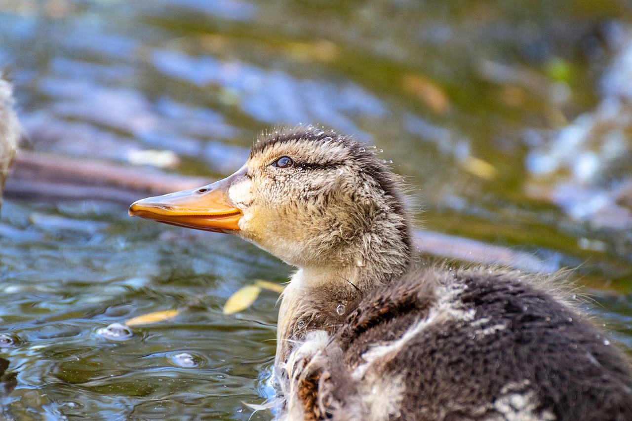 duck  chicks  water bird free photo