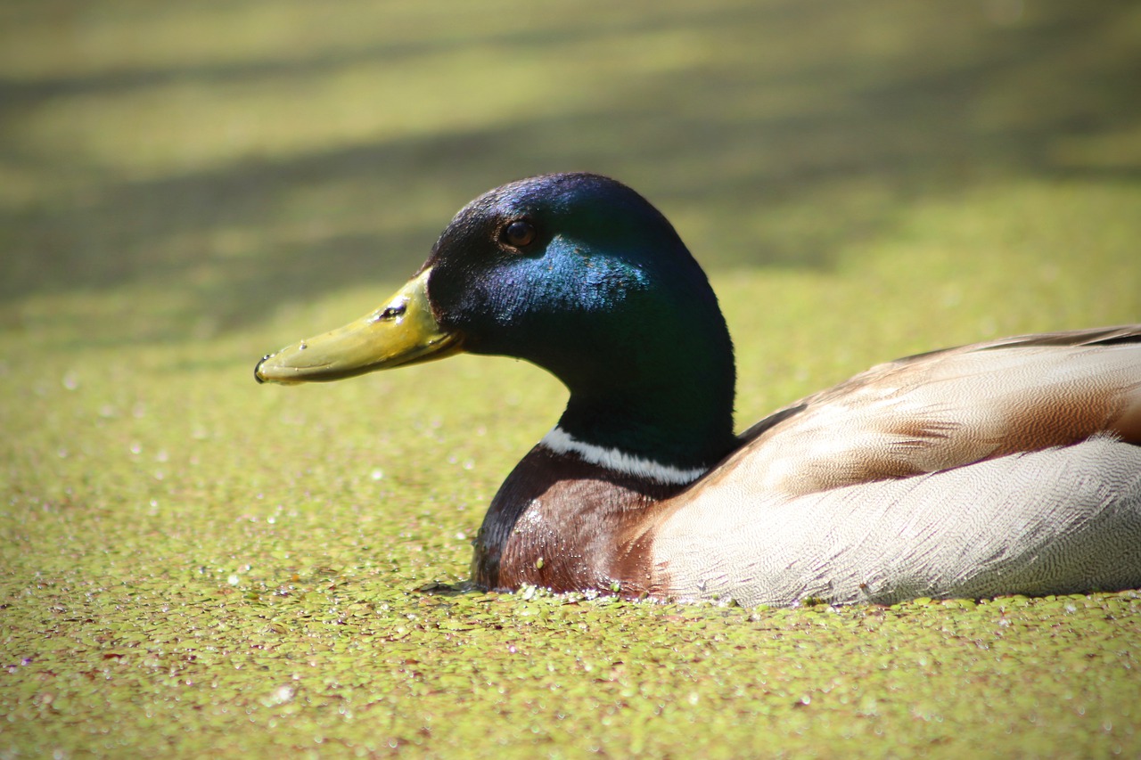 duck  mallard  drake free photo