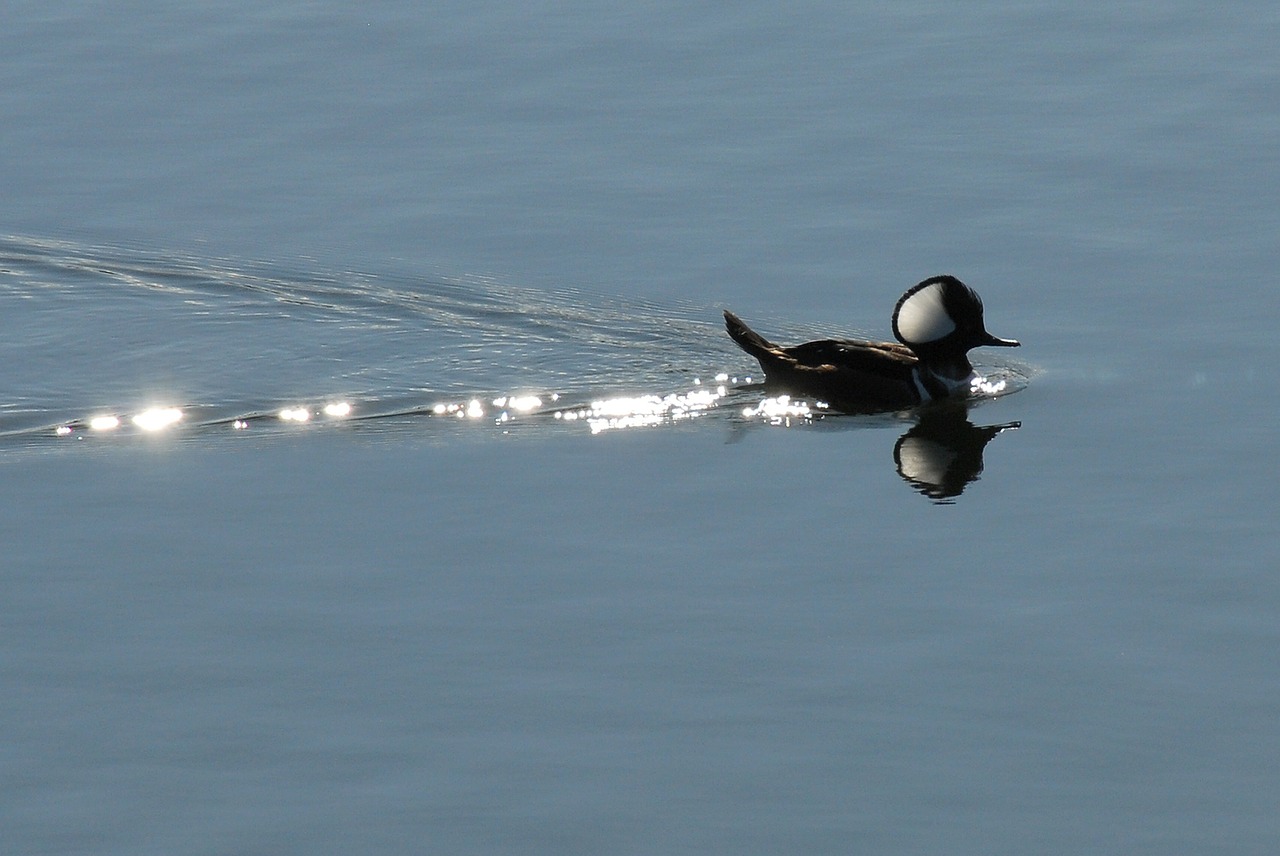 duck swimming pond free photo