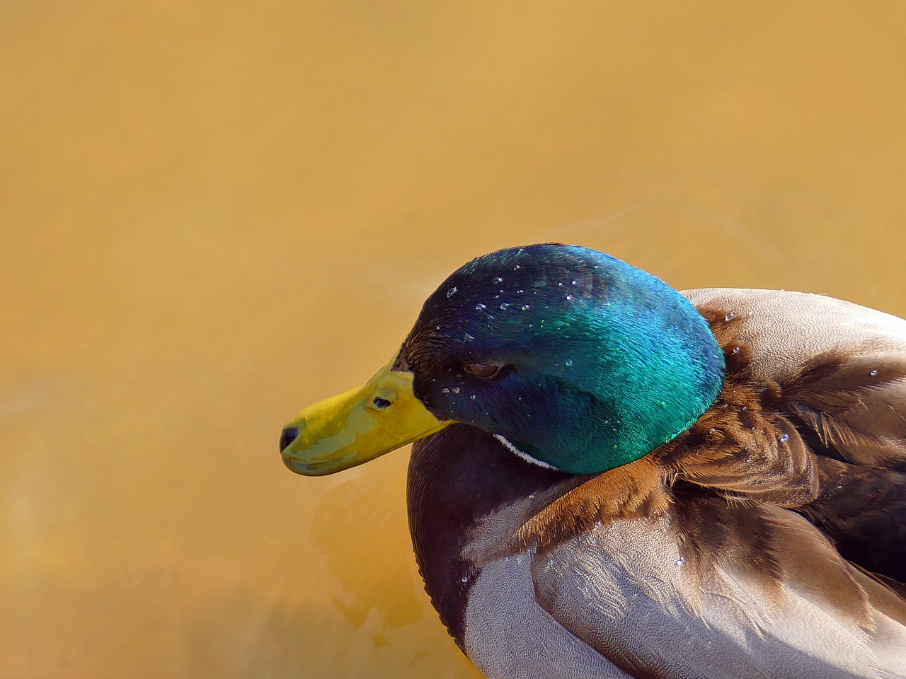 duck  animal  bird free photo