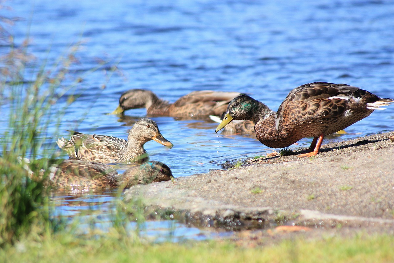 duck lake water free photo