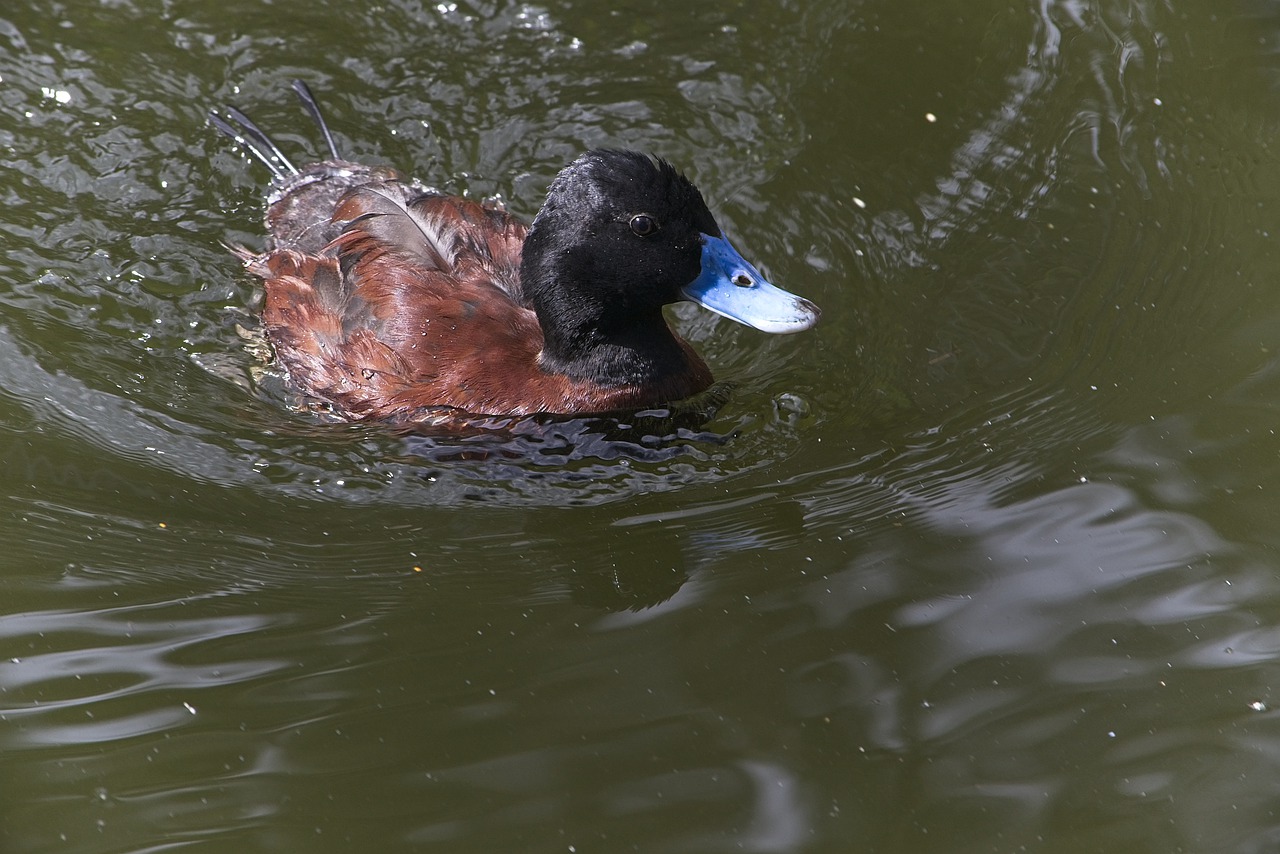 duck  water  bird free photo